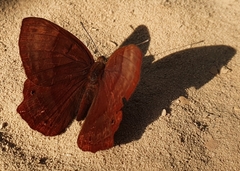Abisara echerius