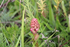 Satyrium nepalense ciliatum