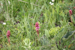 Satyrium nepalense ciliatum