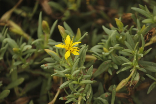 Image of Pectis Multiflosculosa (Pectis multiflosculosa) by no rights reserved