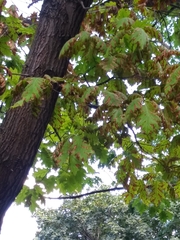 Apiognomonia errabunda