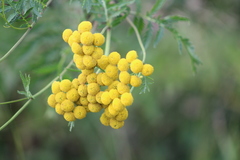 Tanacetum vulgare