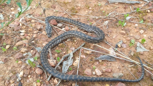Inland Carpet Python sighting