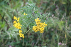 Tanacetum vulgare