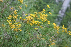 Tanacetum vulgare