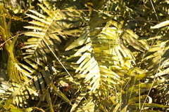 Telmatoblechnum indicum