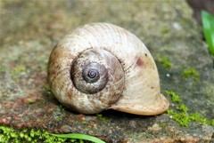 Cyclophorus affinis