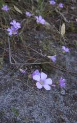 Oxalis commutata commutata