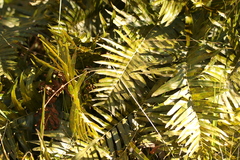 Telmatoblechnum indicum