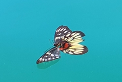 Delias pasithoe