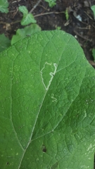 Phytomyza lappae