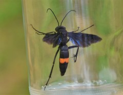 Poecilopompilus algidus