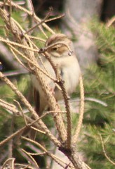 Spizella pallida