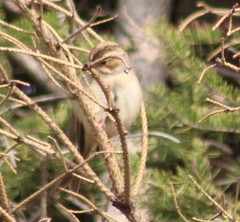 Spizella pallida