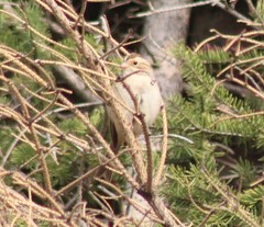 Spizella pallida