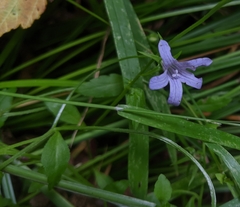 Campanula californica