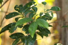 Melicope elleryana