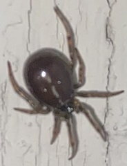 Steatoda