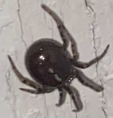 Steatoda