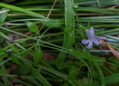 Campanula californica