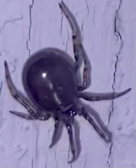 Steatoda