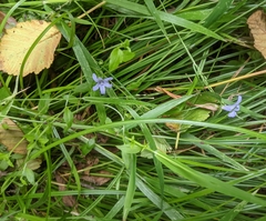 Campanula californica