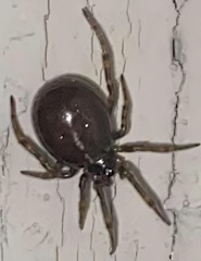 Steatoda