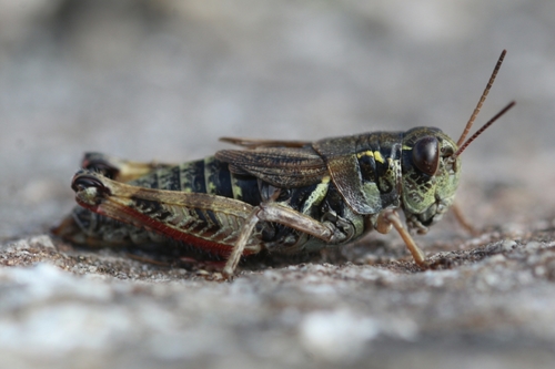 High Mountain Grasshopper