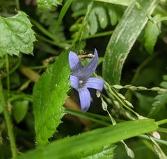 Campanula californica