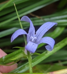 Campanula californica