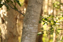 Melicope elleryana