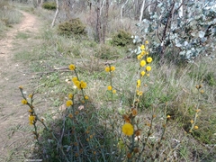 Acacia continua