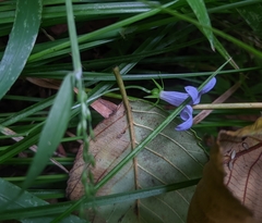 Campanula californica