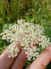 Kadenia dubia