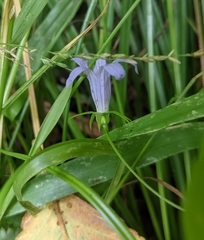 Campanula californica