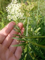 Kadenia dubia