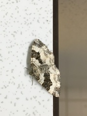 Epirrhoe rivata