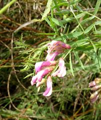 Vicia megalotropis