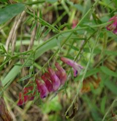 Vicia megalotropis