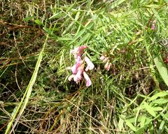 Vicia megalotropis