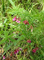 Vicia megalotropis