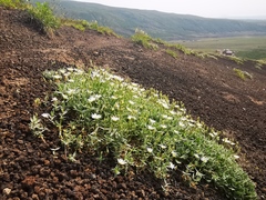 Stellaria eschscholtziana