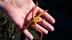 Ophiopsammus maculata