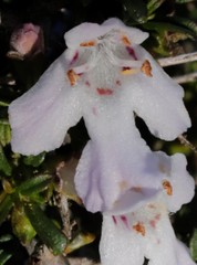 Hemigenia botryphylla