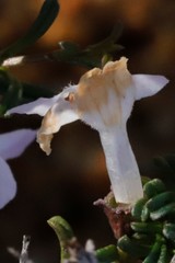 Hemigenia botryphylla