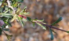 Hemigenia botryphylla