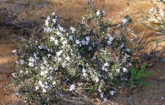 Hemigenia botryphylla