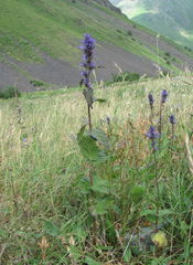 Asyneuma campanuloides