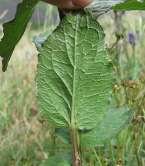 Asyneuma campanuloides