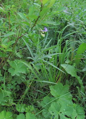 Lathyrus cyaneus